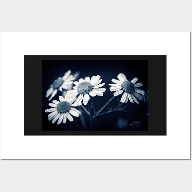 Just Daisies Wall Art by InspiraImage